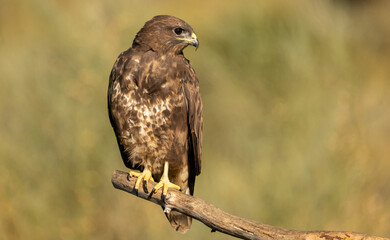 Common Buzzard (Buteo buteo) photographed in Spain