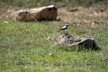 Wheatear (Oenanthe oenanthe) photographed in Spain