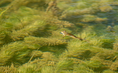 Green frog (Pelophylax perezi) photographed in Spain