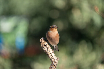 Chaffinch (Fringilla coelebs) photographed in Spain