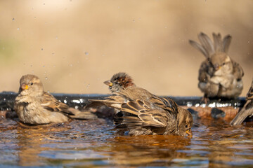 House Sparrow (Passer domesticus) photographed in Spain
