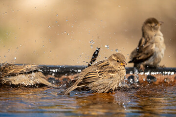House Sparrow (Passer domesticus) photographed in Spain