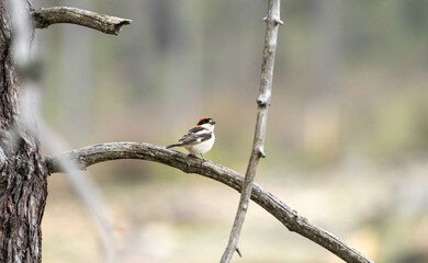 Woodchat shrike (Lanius senator) photographed in Spain