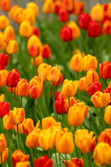 red and yellow tulips photographed in Spain