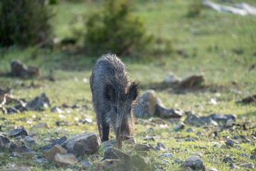 Common wild boar (Sus scrofa) photographed in Spain