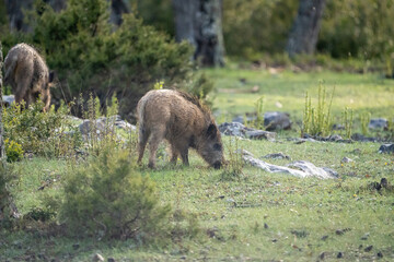 Common wild boar (Sus scrofa) photographed in Spain