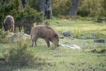 Common wild boar (Sus scrofa) photographed in Spain