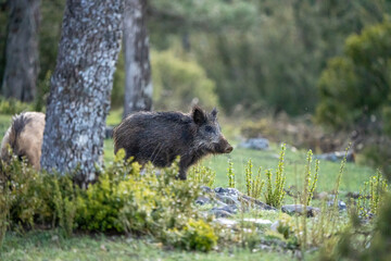 Common wild boar (Sus scrofa) photographed in Spain