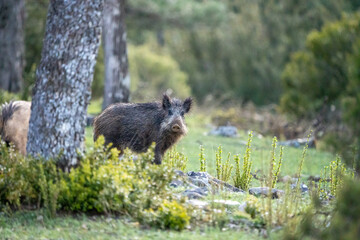 Common wild boar (Sus scrofa) photographed in Spain