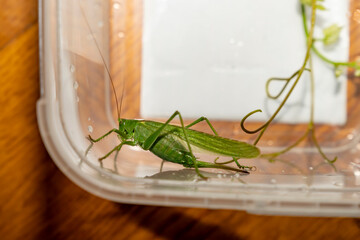Green grasshopper close-up on transparent plastic surface. Studio macro photography of insects. Concept of entomology and insect study.