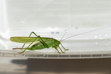 Green grasshopper close-up on transparent plastic surface. Studio macro photography of insects. Concept of entomology and insect study.