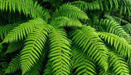 Lush fern fronds in a dense cluster