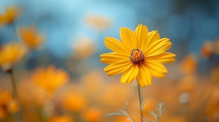 Vivid yellow flower blossoms in a field against a soft blue and orange bokeh background