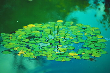 lily pads, water lilies, green pond, aquatic plants, nature, tranquil scene, water surface, summer,...