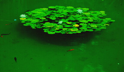 lily pads, water lilies, green pond, aquatic plants, nature, tranquil scene, water surface, summer, calm water, eco-friendly, botanical, reflection, garden pond, fresh environment, peaceful