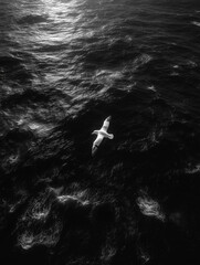 Naklejka premium Seagull Soaring Over Dark Sea, Aerial Drone Capture, Minimalist Style