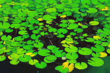 lily pads, water lilies, green pond, aquatic plants, nature, tranquil scene, water surface, summer, calm water, eco-friendly, botanical, reflection, garden pond, fresh environment, peaceful