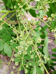 wild flowers in the garden