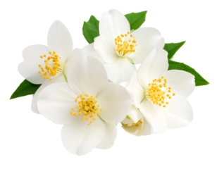 White jasmine flowers isolated on a transparent background.