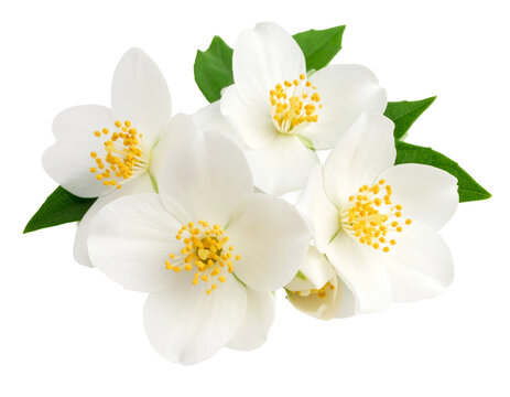 White jasmine flowers isolated on a transparent background.