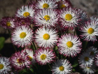 Close-up of blooming English daisy flowers (Bellis perennis) with white petals tipped in pink and vibrant yellow centers, captured in bright sunlight. Ideal for spring or garden themes. © Daniel