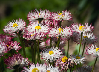 Close-up of blooming English daisy flowers (Bellis perennis) with white petals tipped in pink and vibrant yellow centers, captured in bright sunlight. Ideal for spring or garden themes. © Daniel