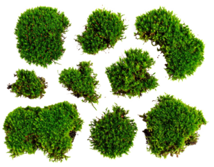 Set of green moss isolated on a transparent background.