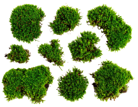 Set of green moss isolated on a transparent background.