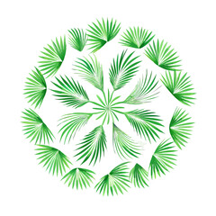 A collection of green palm fronds in a fan like pattern, showcasing varied textures, shades, and natural symmetry on a clean white background.