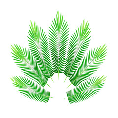 A collection of green palm fronds in a fan like pattern, showcasing varied textures, shades, and natural symmetry on a clean white background.