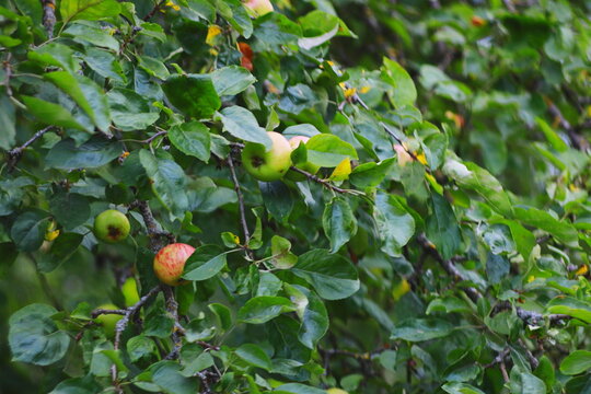 apple tree, green apples, red apples, fruit tree, orchard, ripe fruit, foliage, nature background, harvest season, summer garden, leaves, close-up apples, healthy food, organic fruit