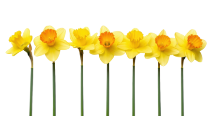 Seven vibrant yellow daffodils with green stems in a horizontal row, varying blooms, yellow to orange coronas, on a clean white background with ample negative space and even studio lighting,