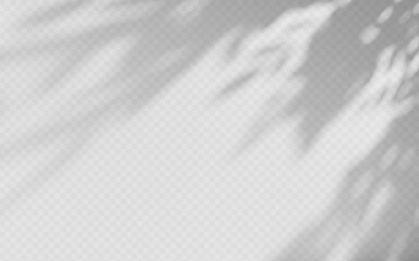 Naklejka premium Abstract shadow overlay from tree branch on a transparent background.