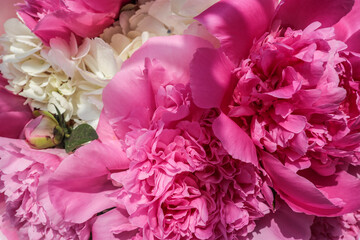 Extreme close-up of vibrant pink and white peony flowers with delicate petals. Floral texture and...