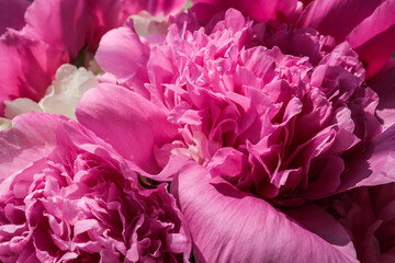 Extreme close-up of vibrant pink and white peony flowers with delicate petals. Floral texture and...