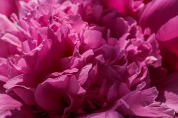 Close-up view of a blooming pink peony flower with layered, delicate petals in natural light....