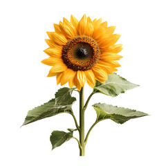 Obraz premium A close up photograph of a lush golden sunflower with delicate petals and a central seed filled disk set against a clean white backdrop for maximum visual impact