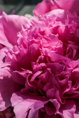 Close-up view of a blooming pink peony flower with layered, delicate petals in natural light....