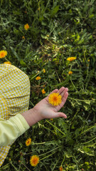 Child's hand gently touching blooming dandelions in a sunlit meadow, surrounded by lush green grass...