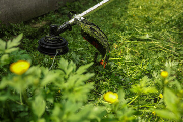 Close-up of grass trimmer cutting overgrown weeds and dandelions in backyard. Concept of garden...