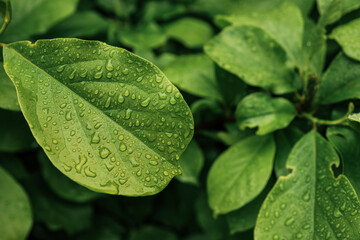 Fresh green leaves covered with raindrops after summer rain. Natural background of foliage with...