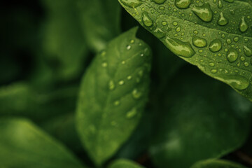 Fresh green leaves covered with raindrops after summer rain. Natural background of foliage with...
