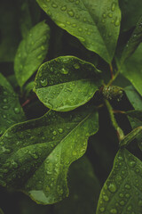 Close-up of fresh green leaf with water droplets after rain. Natural texture of foliage with...