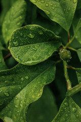 Close-up of large green leaves with visible raindrops. Lush garden foliage in fresh natural light...