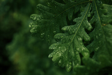 Cluster of wet oak leaves with visible water droplets. Natural green foliage after rain in forest...