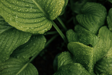 Close-up of bright green leaf covered with water droplets after rain. Fresh natural texture in soft light