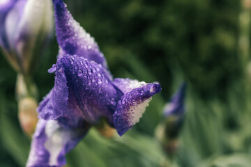 Close-up of a purple iris flower covered with fresh rain droplets. The delicate petals and soft background highlight the vivid color and natural texture of the bloom