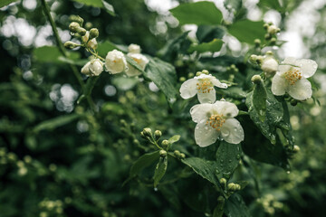 White jasmine flowers and buds covered in raindrops, captured in a lush garden setting. The delicate petals and fresh greenery evoke a sense of calm and natural beauty