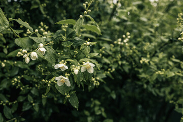 White jasmine flowers and buds covered in raindrops, captured in a lush garden setting. The delicate petals and fresh greenery evoke a sense of calm and natural beauty
