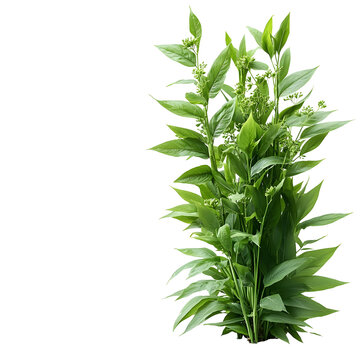 A image showcasing the vibrant green kenaf plant with its tall stalk and large fresh leaves set against a clean white background